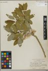 Foto von Salix padophylla Rydb.